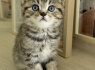 Tabby Cat (2)