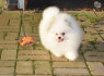 Grynaveisliai Pomeranijos šuniukai
