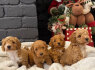 Galima įvaikinti Maltipoo šuniukus