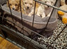 Galima įvaikinti sveikus maltipoo šuniukus