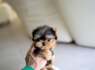 Žavingas arbatos puodelis Yorkie (3)
