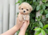 Žavingas arbatos puodelis Maltipoo šuniukas (3)