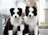 Border Collie šuniukai
