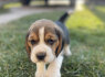 Beagle kalytė