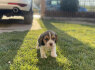 Beagle kalytė (2)