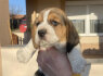 Beagle kalytė (5)