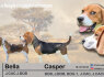 Beagle kalytė (6)