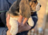 Beagle kalytė (8)