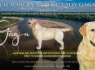 Labradoro retriverių patelė parduodama
