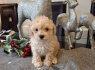 Cavapoo šuniukai įvaikinti