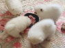 Kc Boy Pomeranians. whatsapp man adresu 44 7453 907158