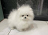 Kc Boy Pomeranians. whatsapp man adresu 44 7453 907158 (2)