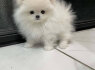 Kc Boy Pomeranians. whatsapp man adresu 44 7453 907158 (3)