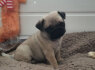 Mopsų šuniukai pasiruošę eiti namo. WhatsApp me adresu 44 7453 907158 (3)