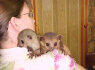 Parduodamas kūdikis Kinkajou