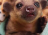 Parduodu mielą kinkajou kūdikį