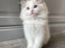 Mačiatka plemena Ragdoll na adopciu