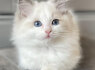 Mačiatka plemena Ragdoll na adopciu (2)