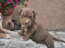 Parduodami American Bully XL šuniukai