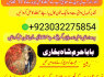 karachi 1 kala jadu in rawalpindi amil baba in canada top rankeduk black magician in dubai london (16)