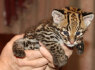 Ocelot Kittens 27842597191