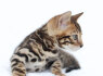 Brown Charcoal Snow Silver Bengal Kittens 27842597191