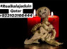 No 1 Amil baba Black magic expert Astrology in Canada (3)