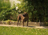 Pietų Afrikos mastifas Boerboelio šuniukai (2)