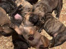 Pietų Afrikos mastifas Boerboelio šuniukai (3)