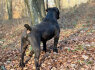 Pietų Afrikos mastifas Boerboelio šuniukai (5)