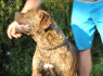 Pietų Afrikos mastifas Boerboelio šuniukai (6)