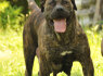 Pietų Afrikos mastifas Boerboelio šuniukai (7)