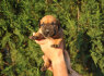 Pietų Afrikos mastifas Boerboelio šuniukai (8)