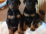 Cuccioli di Dobermann di alta qualit disponibili