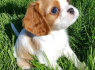 Cuccioli di Cavalier King Charles Spaniel con pedigree in vendita