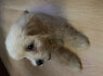 Cucciolo di Maltipoo in vendita