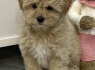 Maltipoo šuniukai
