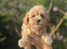 Maltipoo šuniukai (2)