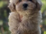 Maltipoo šuniukai (4)