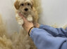 Maltipoo šuniukai (5)