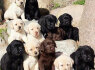 Nuostabūs labradoro retriverių šuniukai