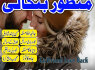 100 real amil baba in canada, uae expert kala jadu in dubai, 03102163398