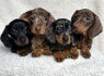 dachshund puppiesforadoption (2)