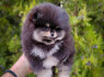 Pomeranijos špicas gražūs ir žavingi šuniukai (2)