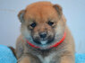 Shiba Inu gražūs šuniukai