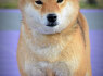 Shiba Inu gražūs šuniukai (10)