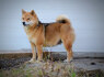 Shiba Inu gražūs šuniukai (11)