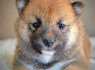 Shiba Inu gražūs šuniukai (3)