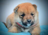 Shiba Inu gražūs šuniukai (4)