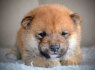 Shiba Inu gražūs šuniukai (5)